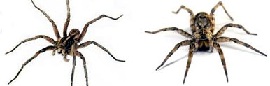 Spider Control Company Aligarh